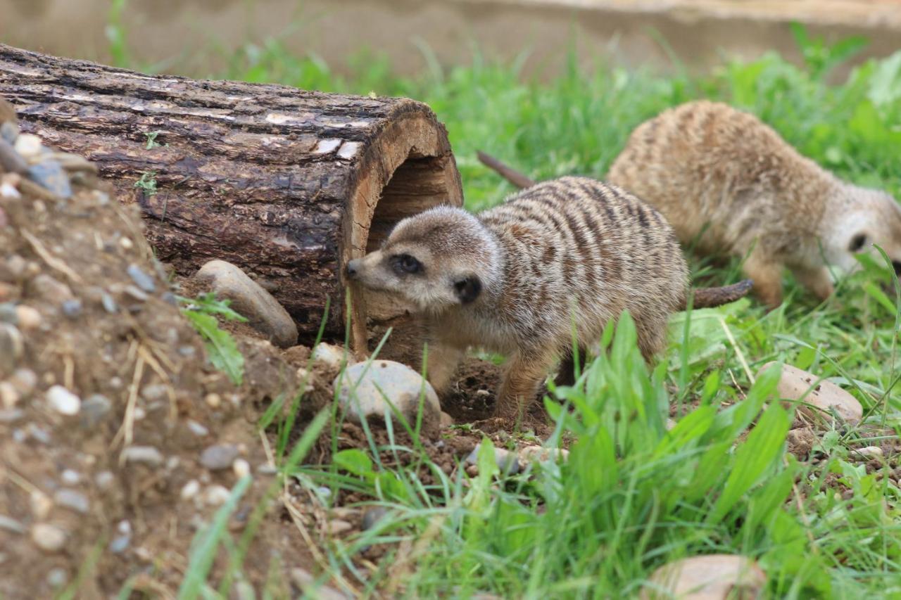 Villa Zoopark Zelcin Mělník Exterior foto