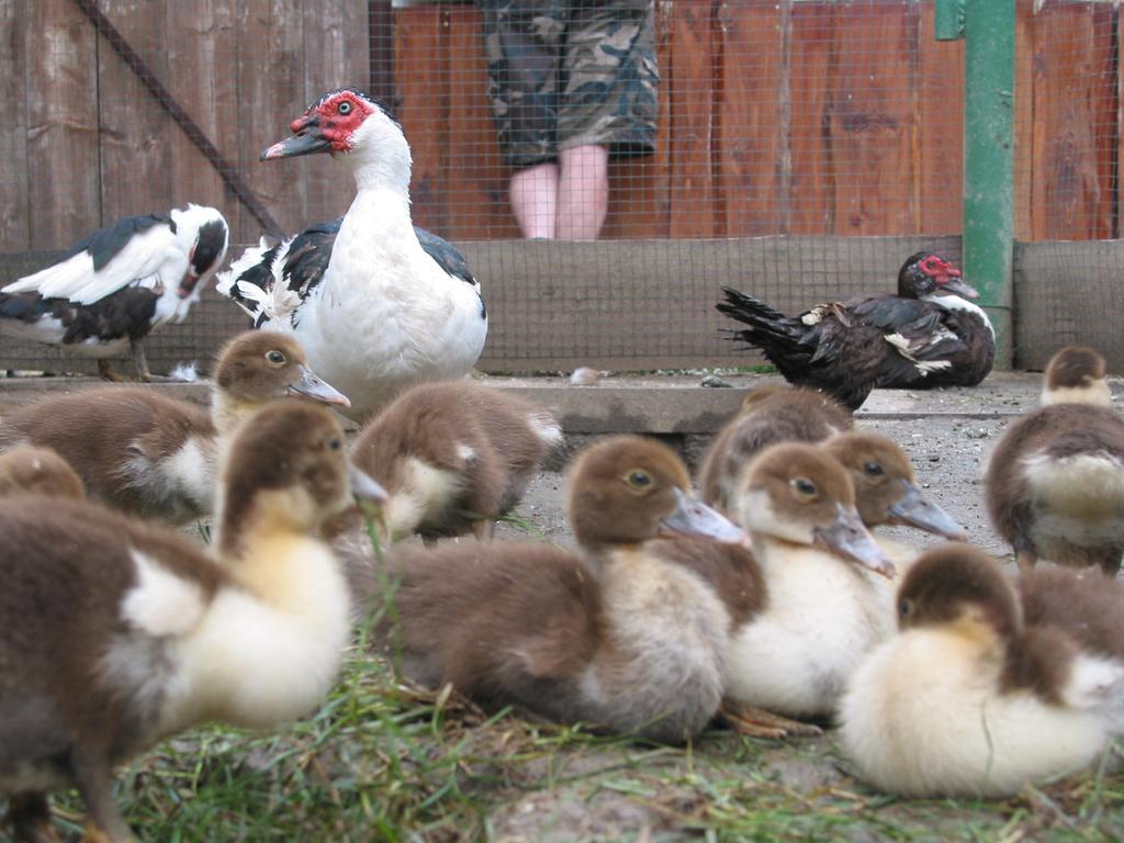 Villa Zoopark Zelcin Mělník Exterior foto
